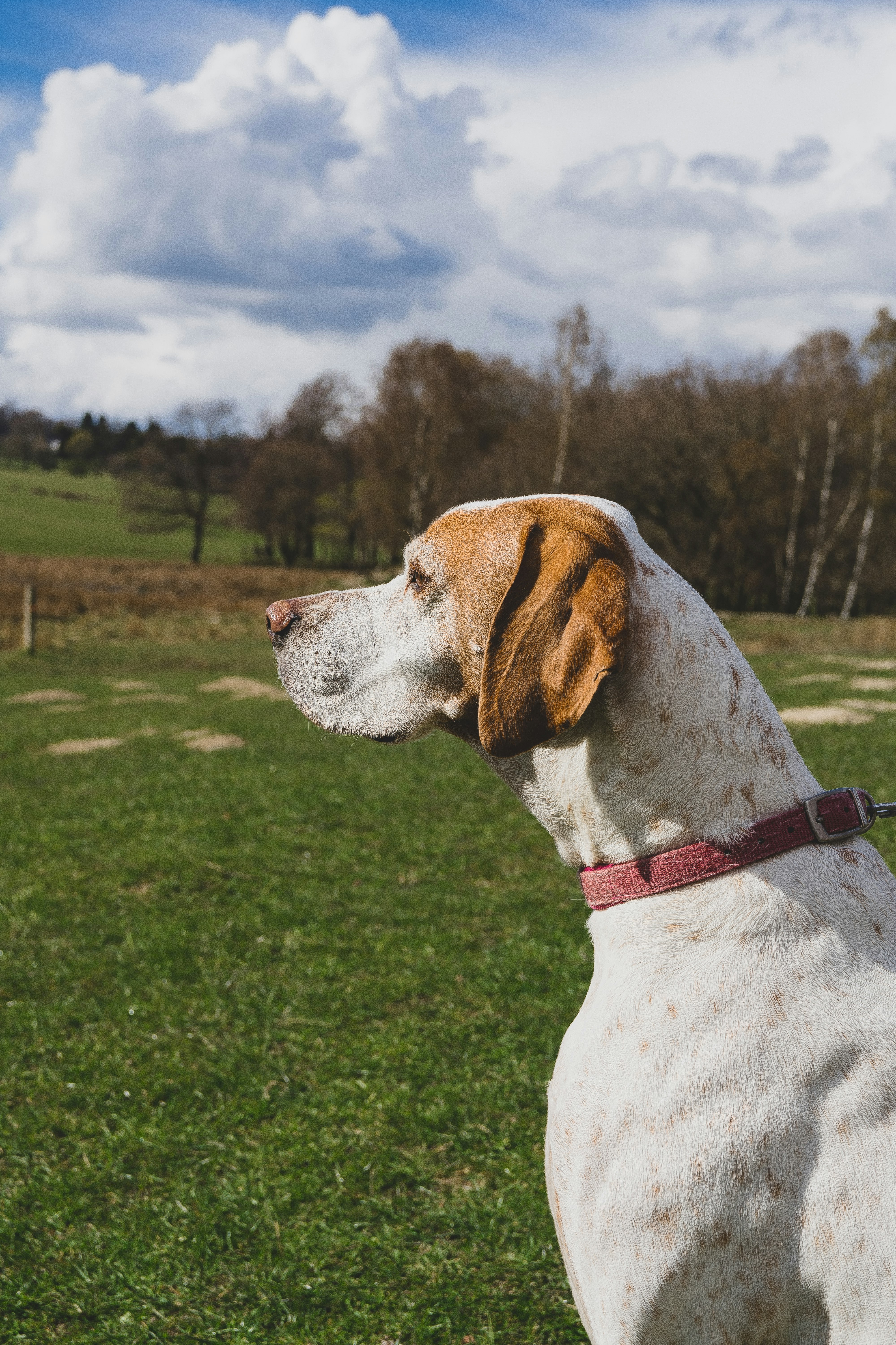 white and brown short coated dog on green grass field during daytime